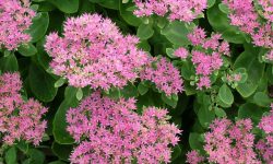 60 Types of Sedum Plants (With Pictures and Identification)