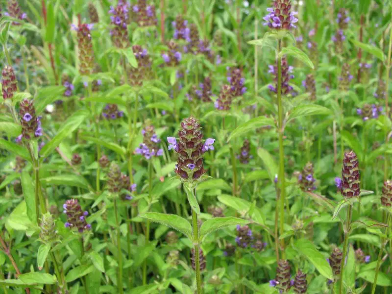 Ground Cover Plants with Purple Flowers