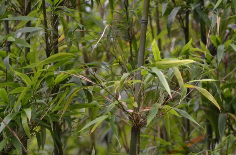 types of bamboo plants