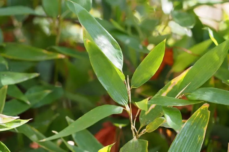 Types of Bamboo Plants