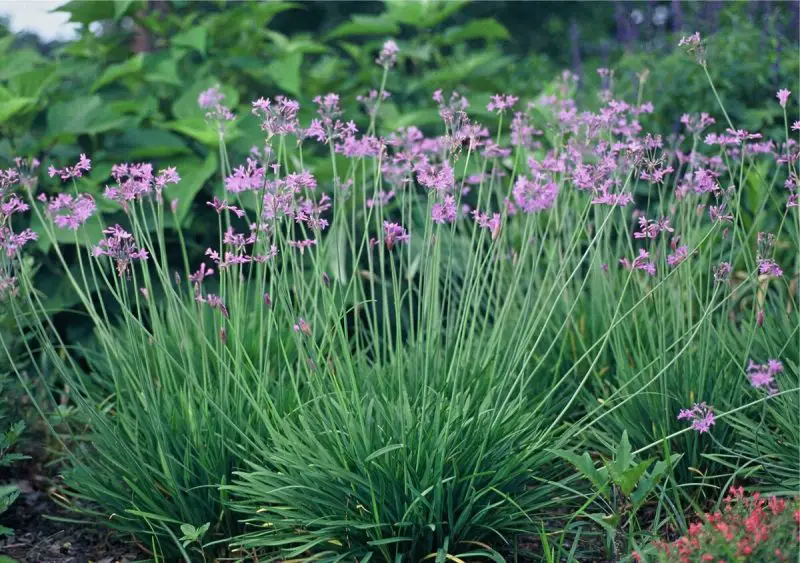 Ground Cover Plants with Purple Flowers