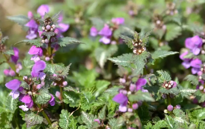 Ground Cover Plants with Purple Flowers