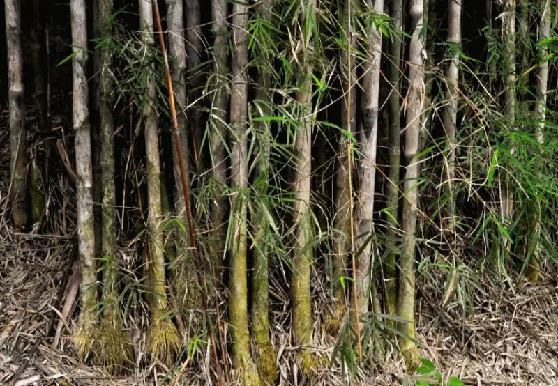 types of bamboo plants