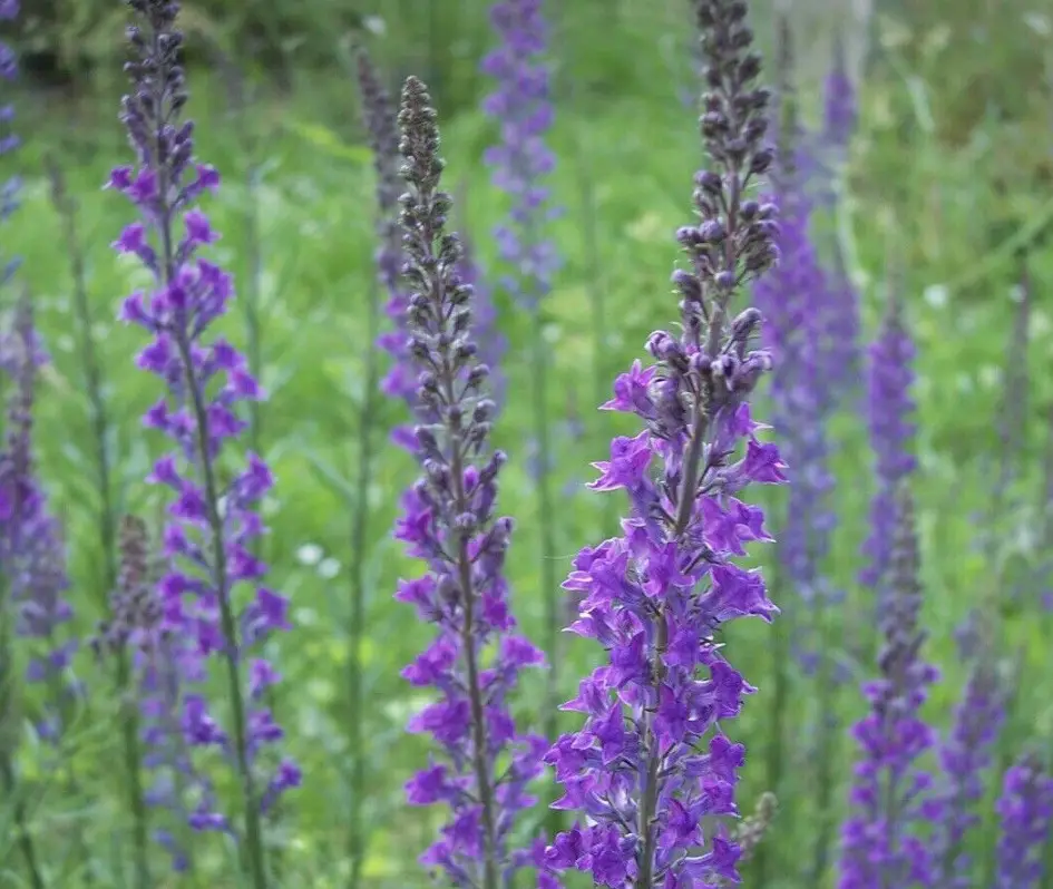 Ground Cover Plants with Purple Flowers