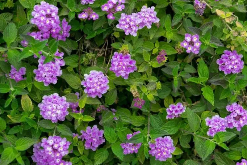Ground Cover Plants with Purple Flowers