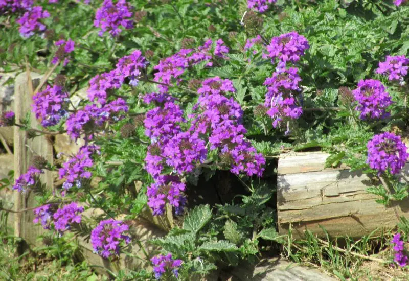 Ground Cover Plants with Purple Flowers