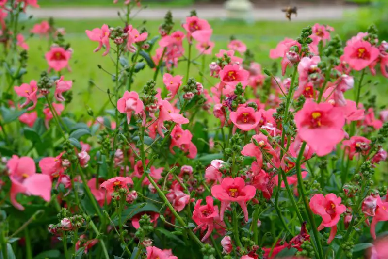 Ground Cover Plants with Purple Flowers