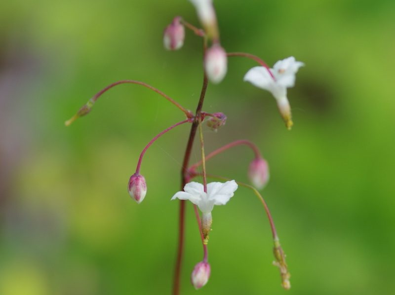 Ground Cover Plants with Purple Flowers