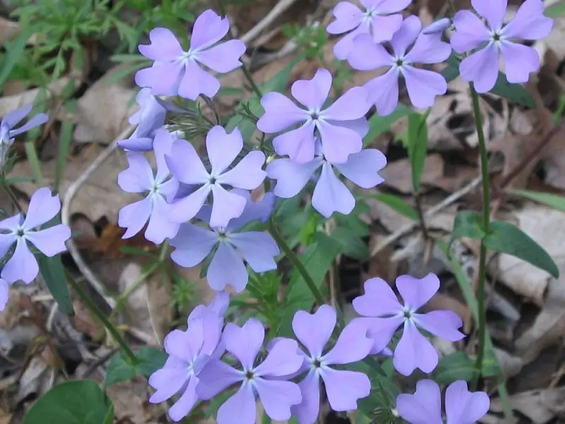 Ground Cover Plants with Purple Flowers