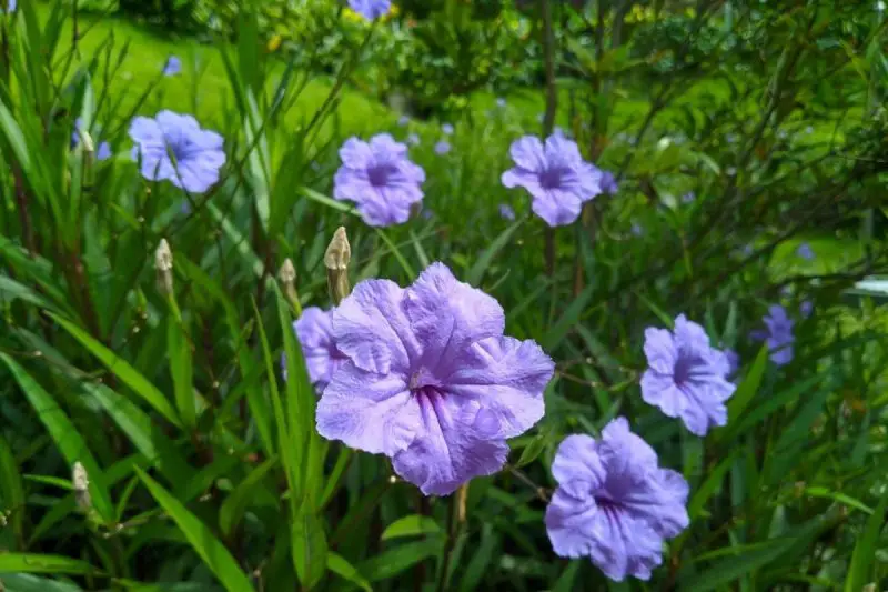 Ground Cover Plants with Purple Flowers