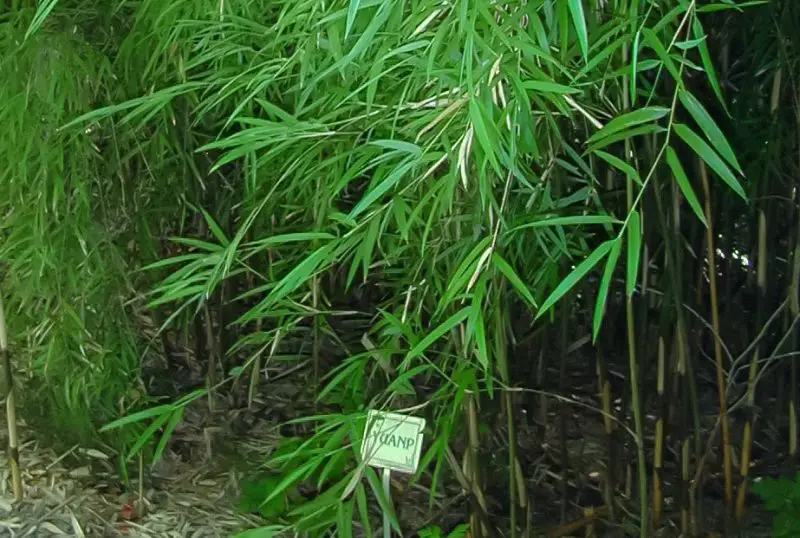 types of bamboo plants