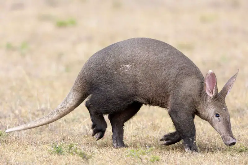 Animals That Start With A