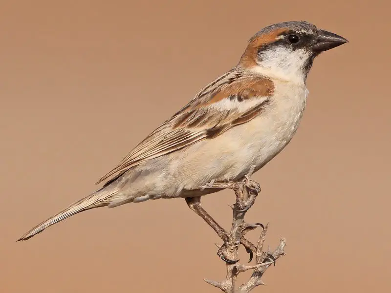 Types of Sparrows