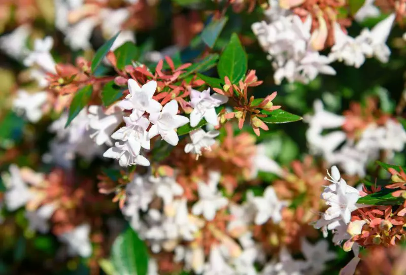 Flowering Shrubs That Bloom All Summer