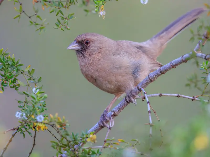 Types of Sparrows