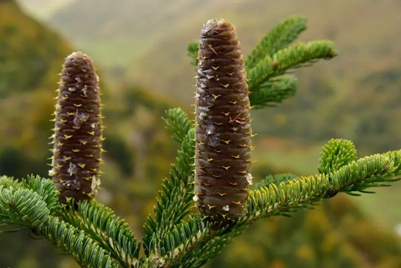 Types of Fir Trees