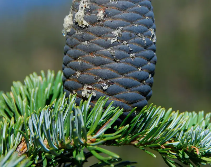 Types of Fir Trees