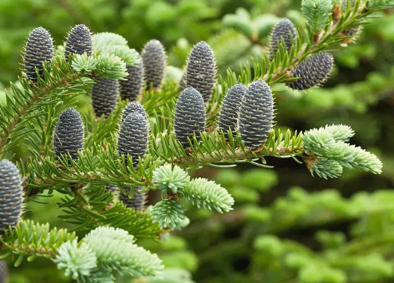 Types of Fir Trees