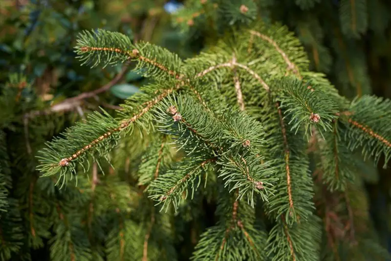 Types of Fir Trees