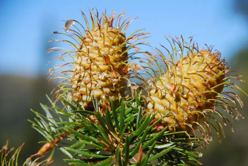 Types of Fir Trees