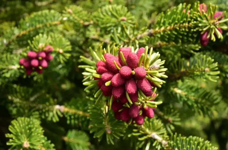 Types of Fir Trees