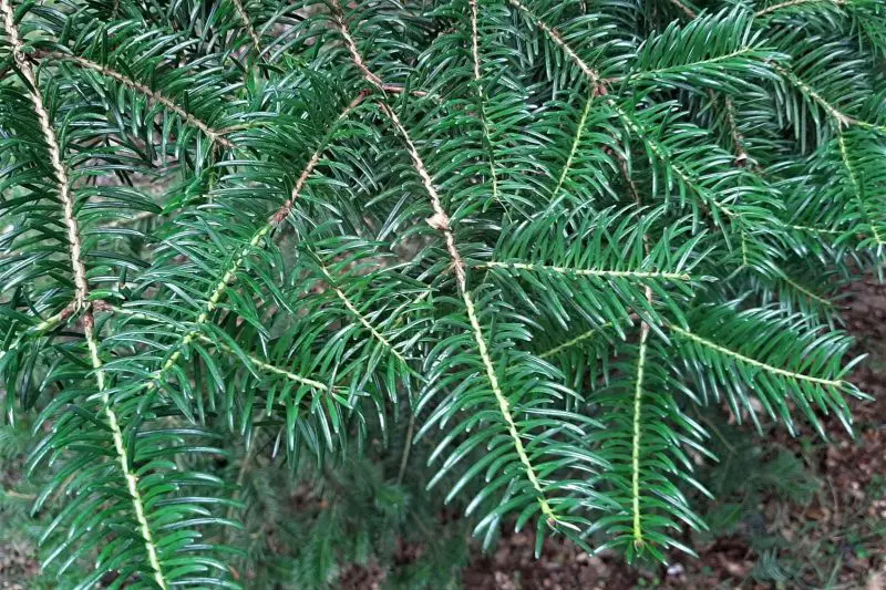 Types of Fir Trees