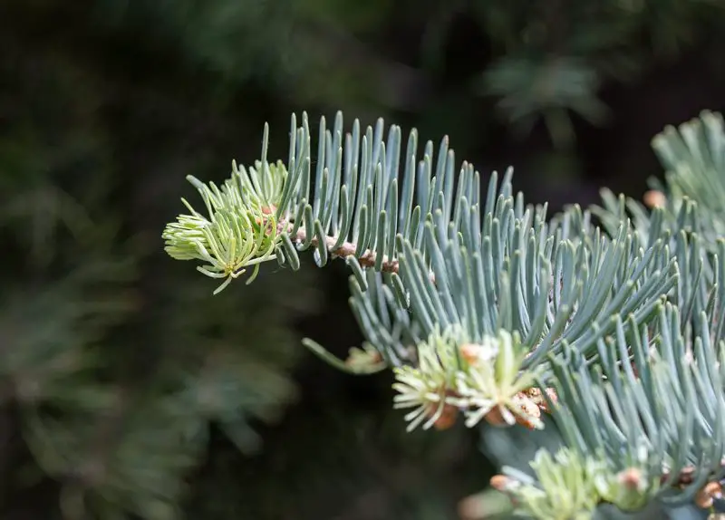 Types of Fir Trees