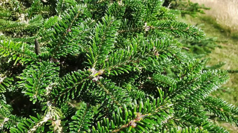 Types of Fir Trees