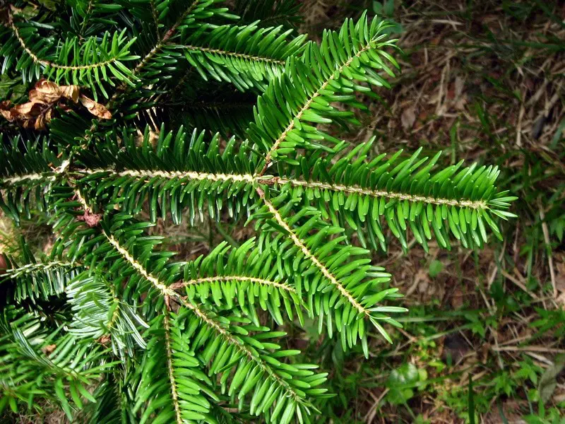 Types of Fir Trees