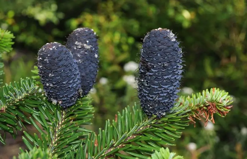 Types of Fir Trees