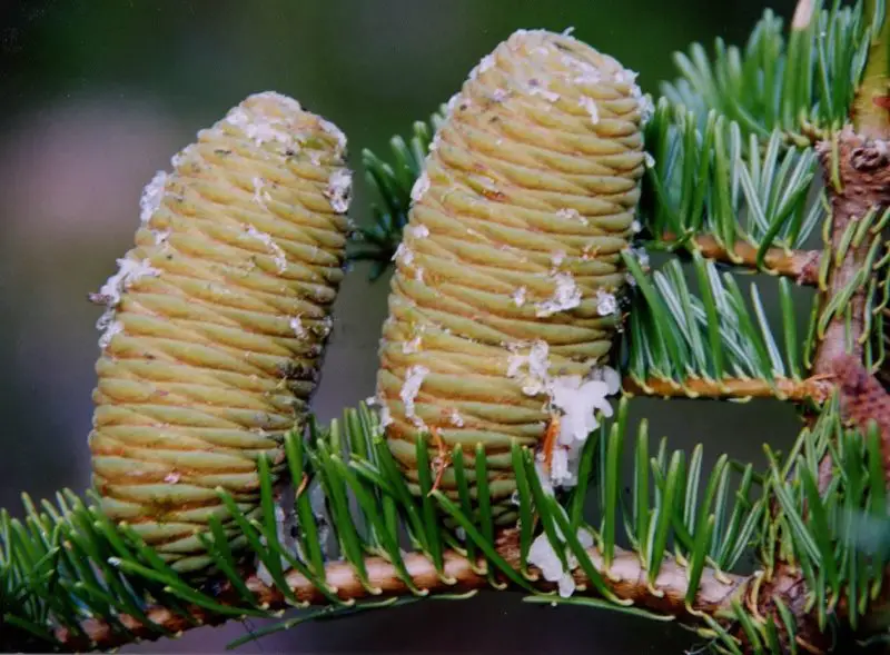 Types of Fir Trees