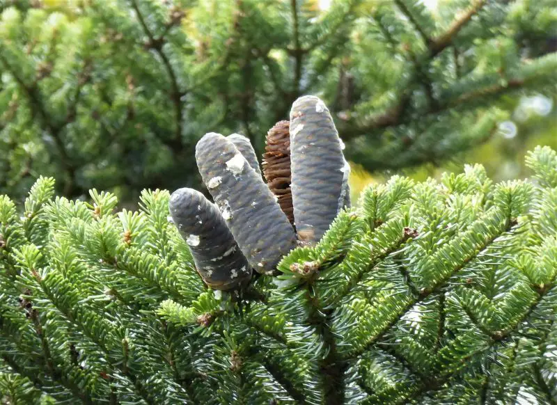Types of Fir Trees