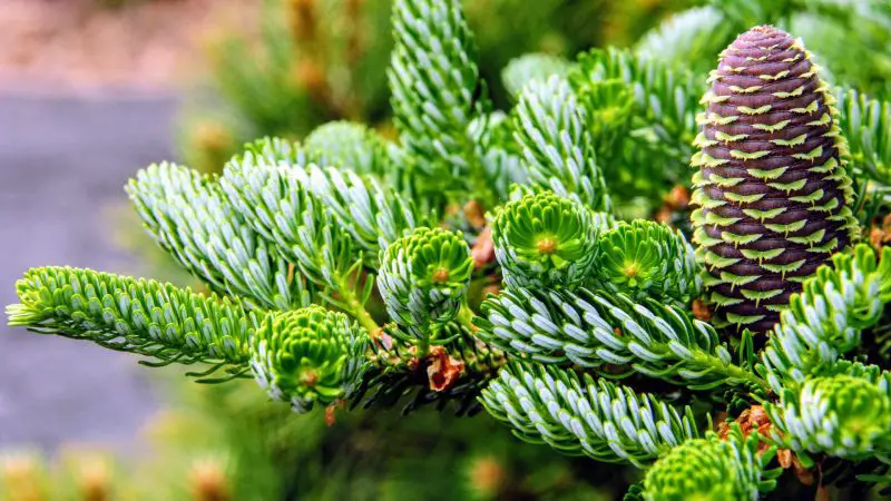 Types of Fir Trees