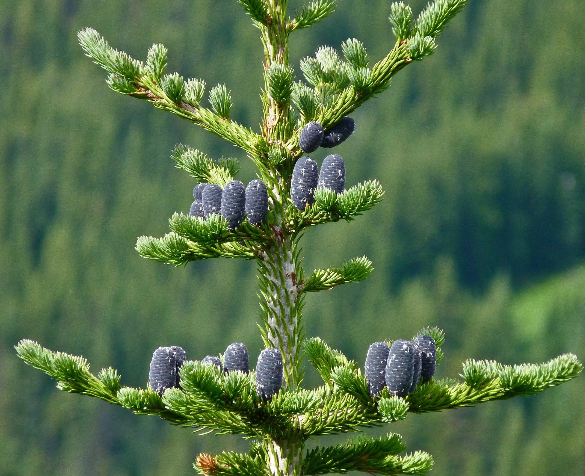 Types of Fir Trees