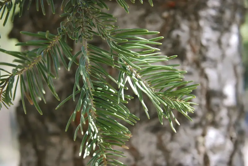 Types of Fir Trees