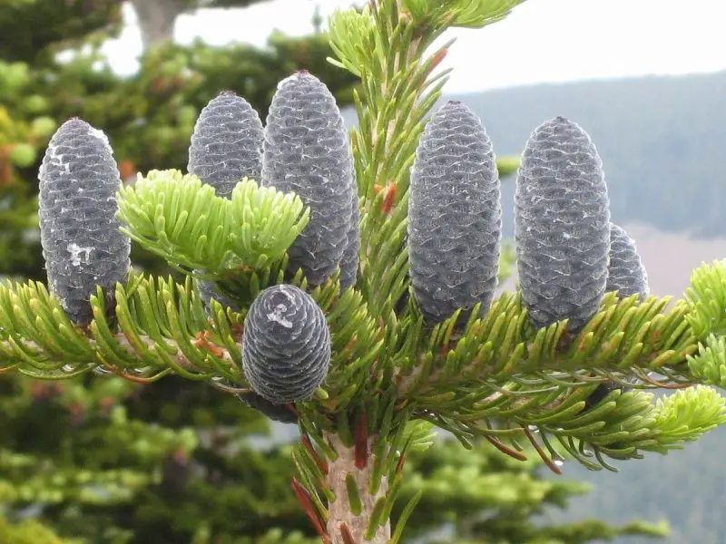 Types of Fir Trees