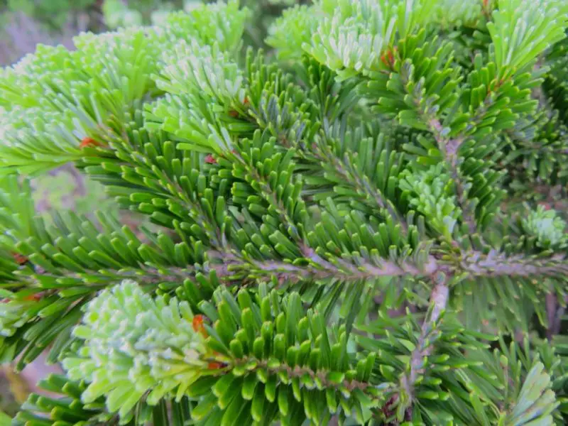 Types of Fir Trees