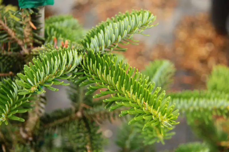 Types of Fir Trees