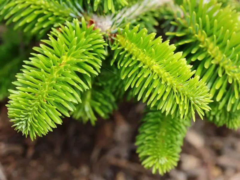 Types of Fir Trees