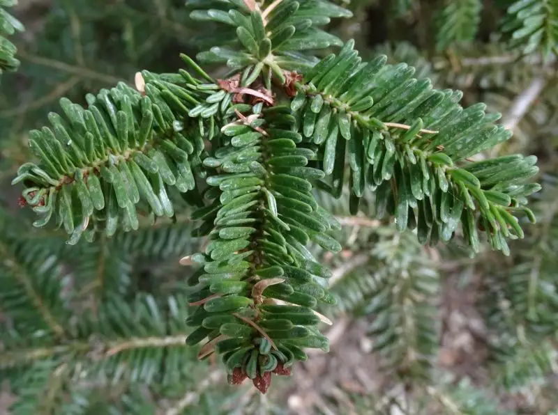 Types of Fir Trees