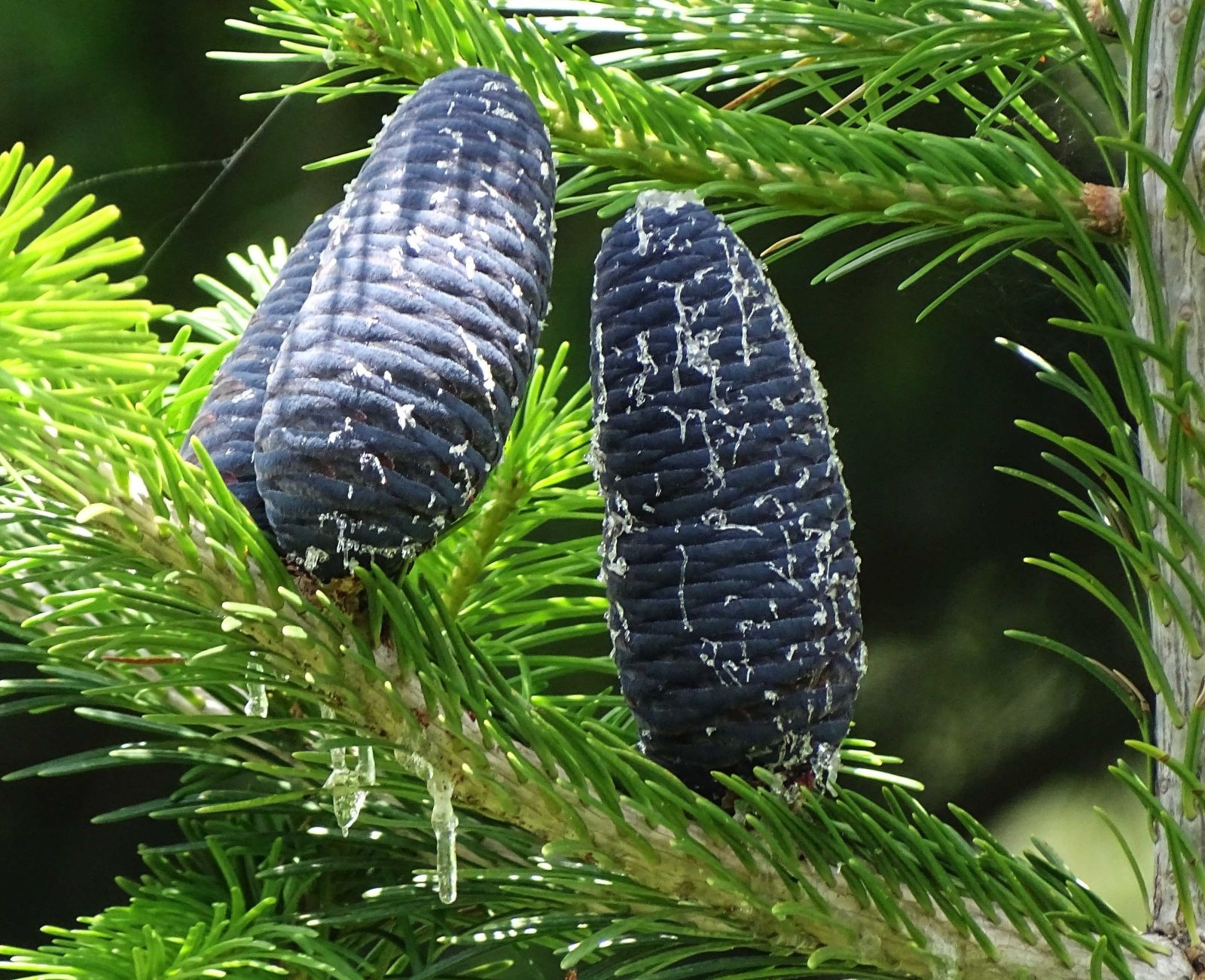 Types of Fir Trees