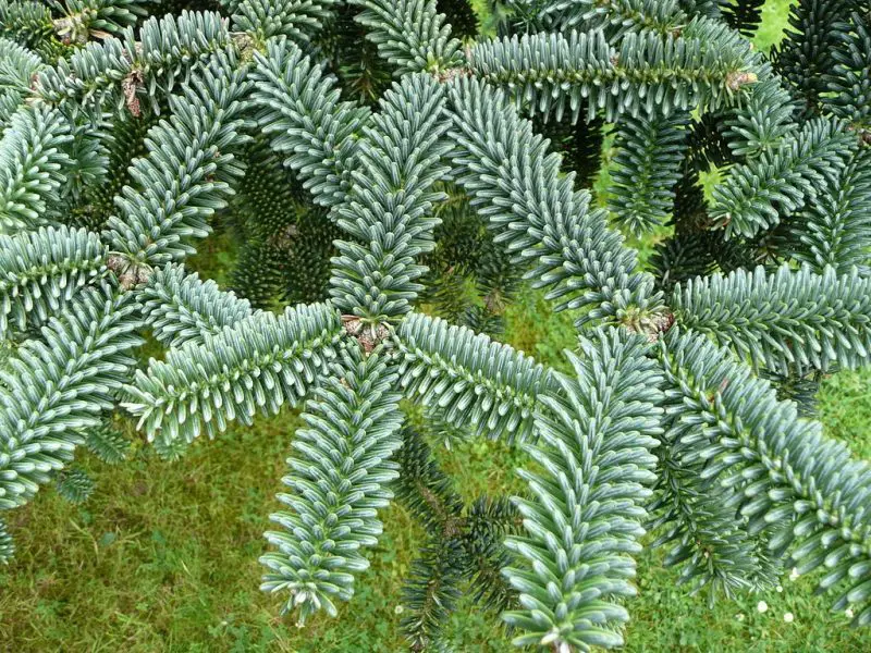 Types of Fir Trees