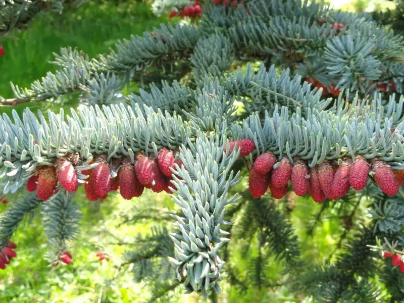 Types of Fir Trees