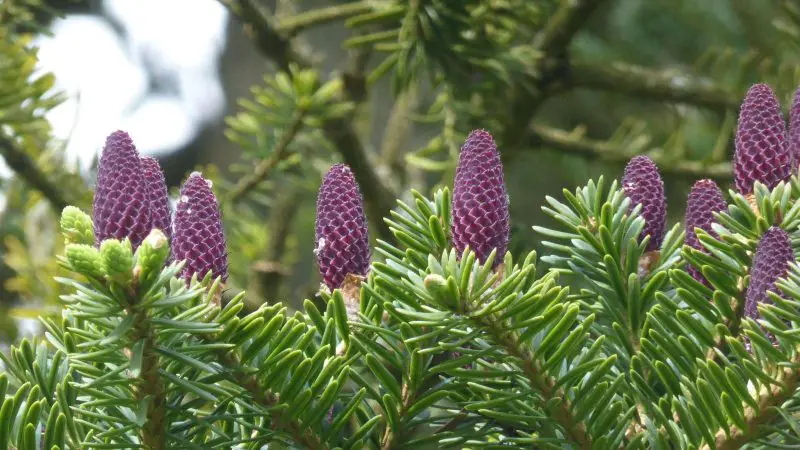 Types of Fir Trees