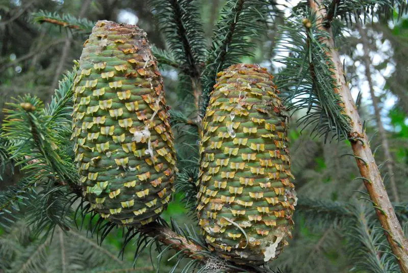 Types of Fir Trees