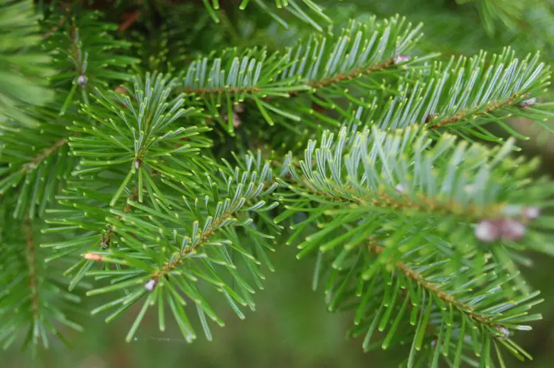 Types of Fir Trees
