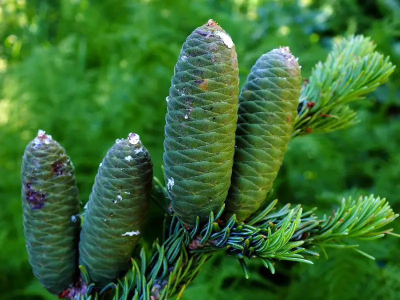 Types of Fir Trees