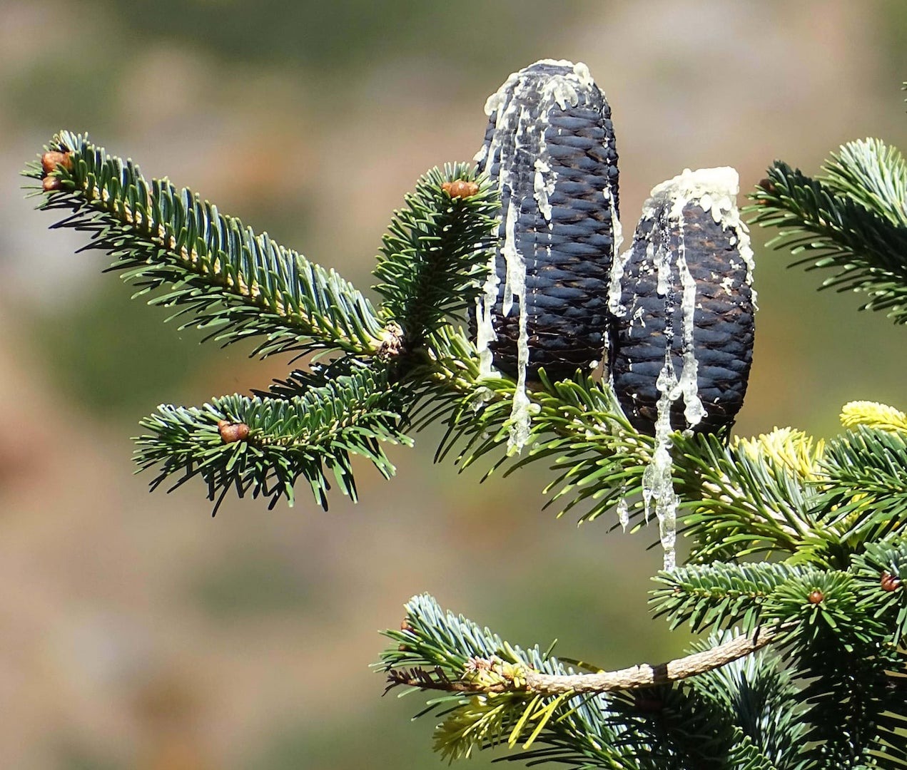 Types of Fir Trees