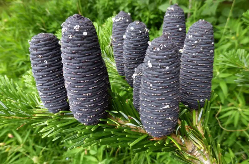 Types of Fir Trees