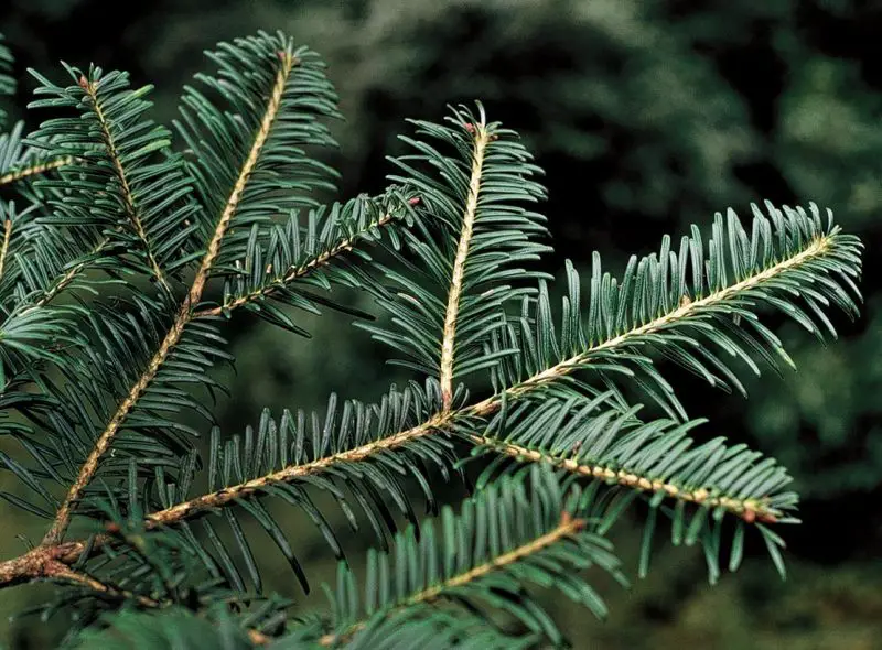 Types of Fir Trees